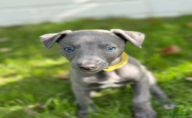 Whippet dogs - Advert 1