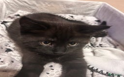 Mixed Breed cats for sale: Purr- fectly Adorable Kittens for loving homes - Advert 6