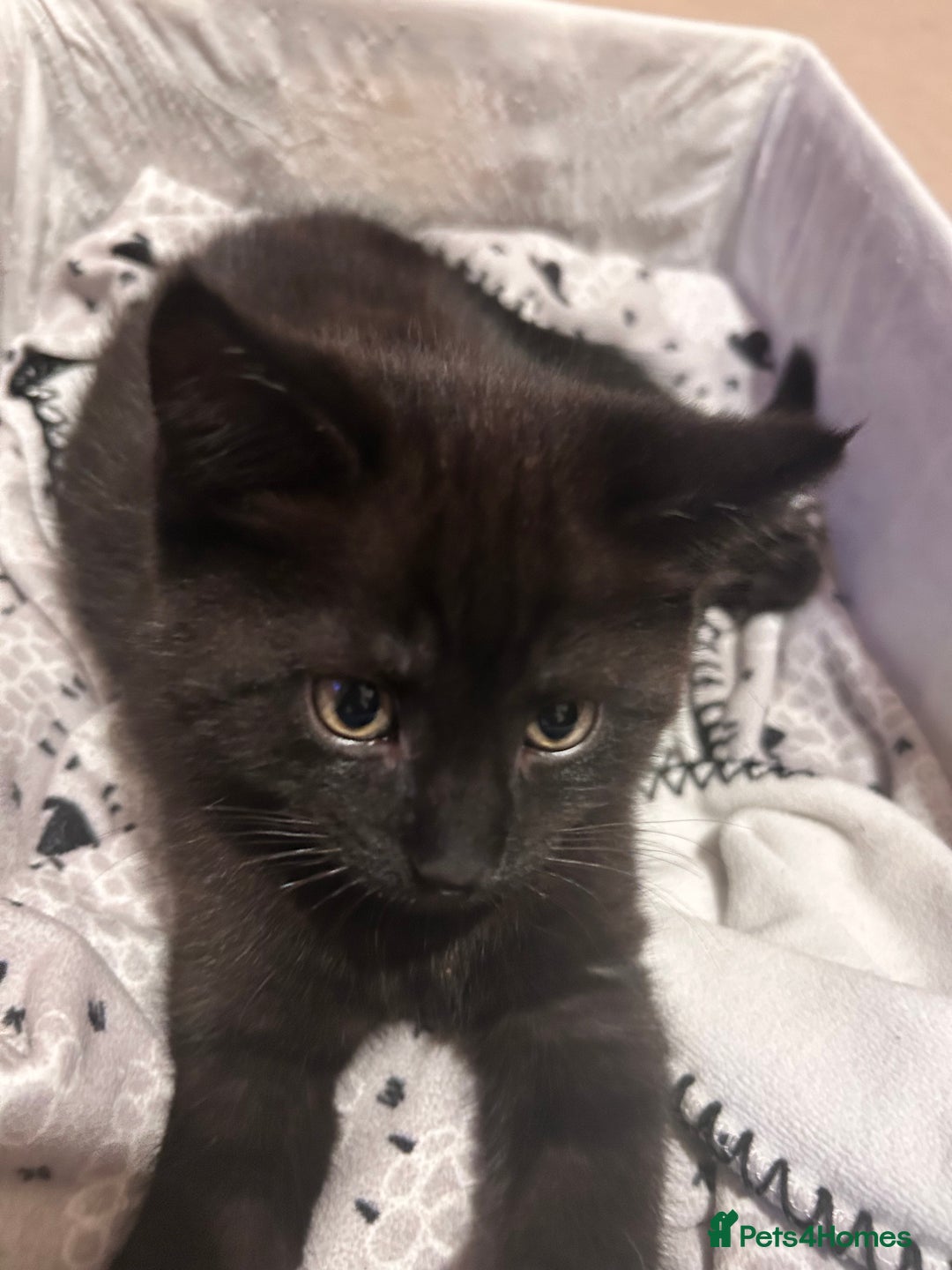 Mixed Breed cats for sale: Purr- fectly Adorable Kittens for loving homes - Advert 6