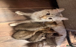 Mixed Breed cats for sale: 4x Himalayan x marble bengal x. Free 4w insurance  - Image 4