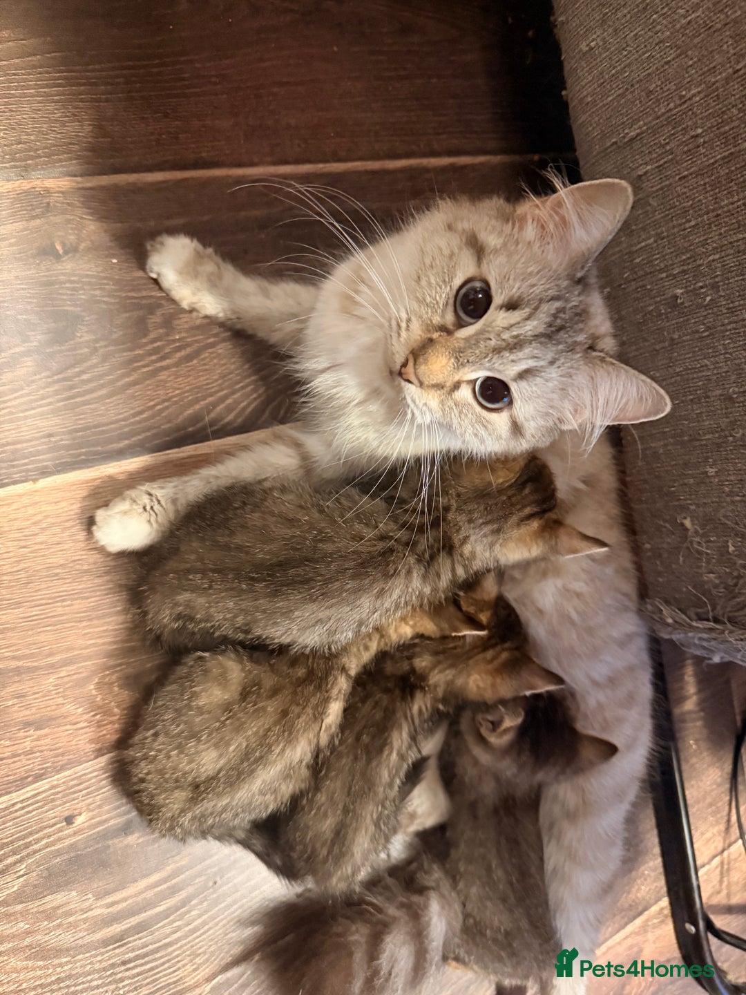Mixed Breed cats for sale: 4x Himalayan x marble bengal x. Free 4w insurance  - Image 4