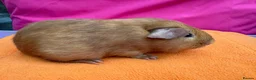Guinea Pig rodents for sale: Californian & Himalayan - Boars & Sows - Advert 11