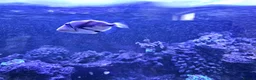 Other/Mixed Breed fish for sale: Marine fish lots in Bridgwater - Advert 2