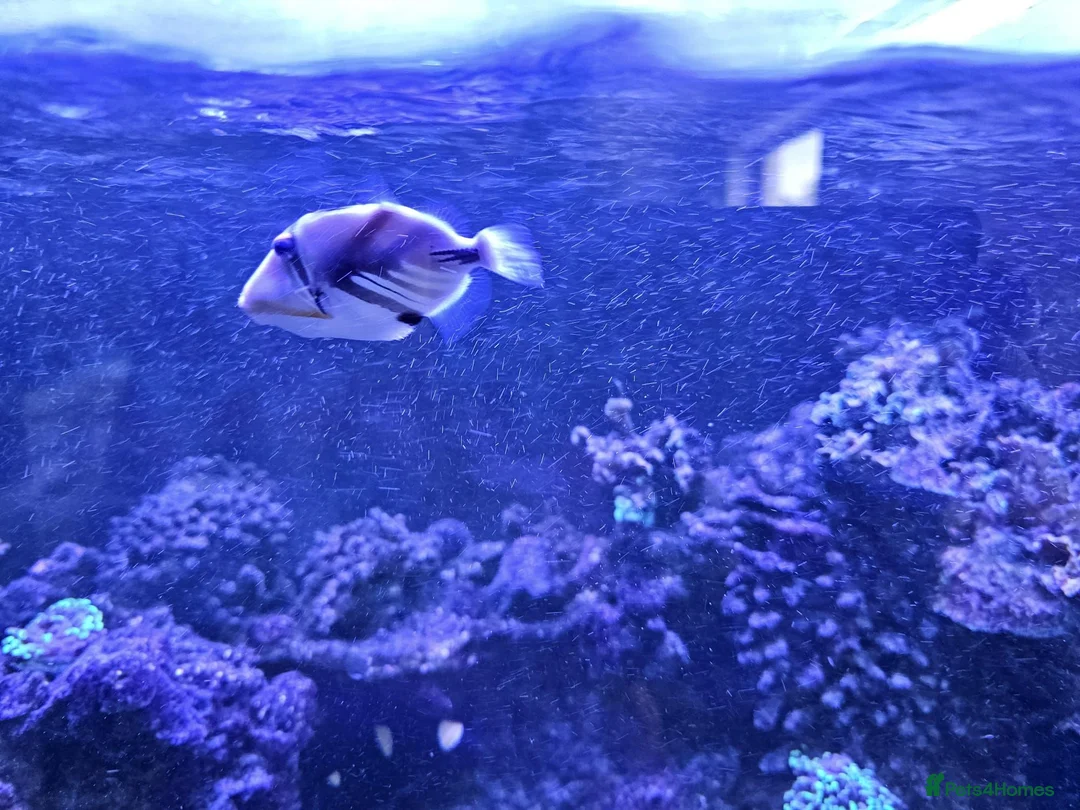 Other/Mixed Breed fish for sale: Marine fish lots in Bridgwater - Advert 2