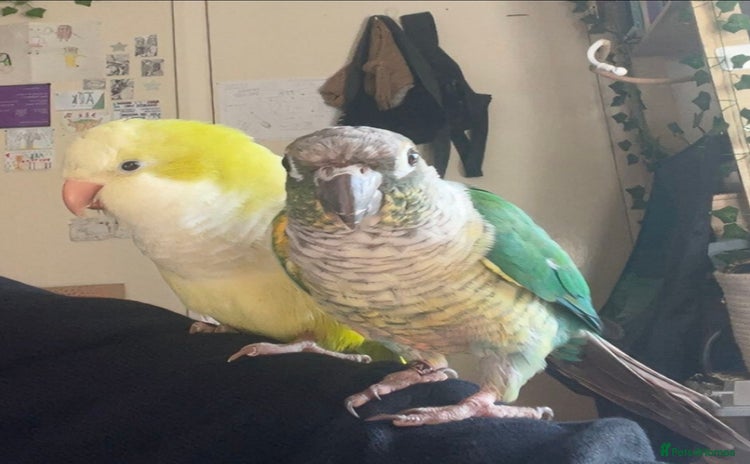 Parrots birds - Advert 1