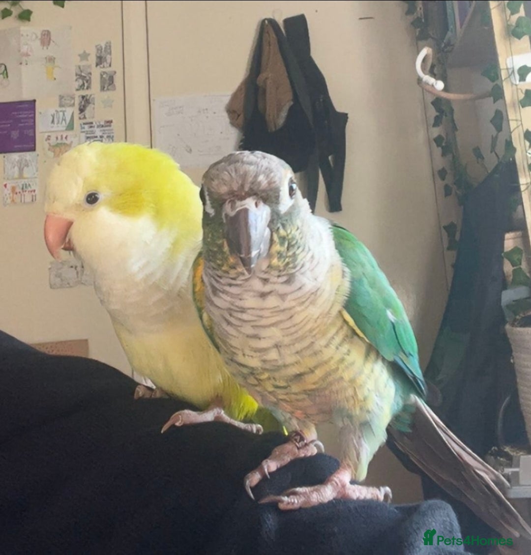 Parrots birds for sale: Conure and Quaker parrots - Image 1