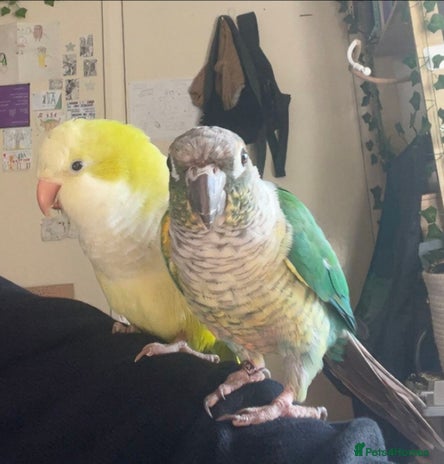 Parrots birds - Advert 15