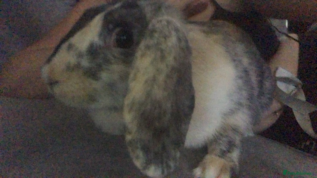 Dutch rabbits for sale: Crossbreed Rabbit  - Image 2