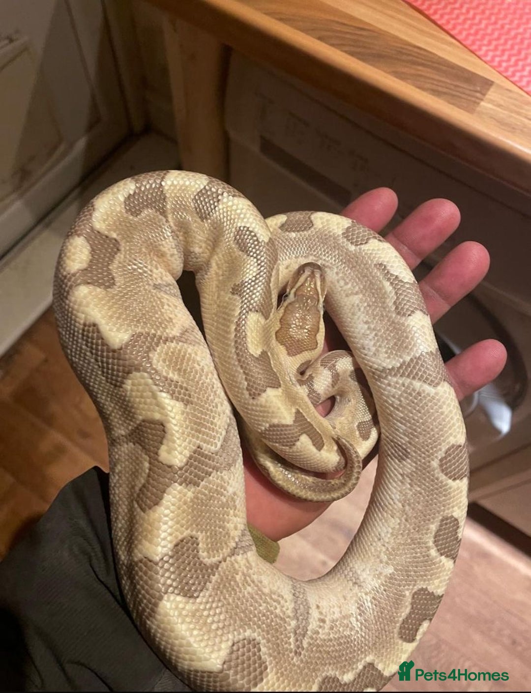 Python Snake reptiles for sale: Python - Advert 3