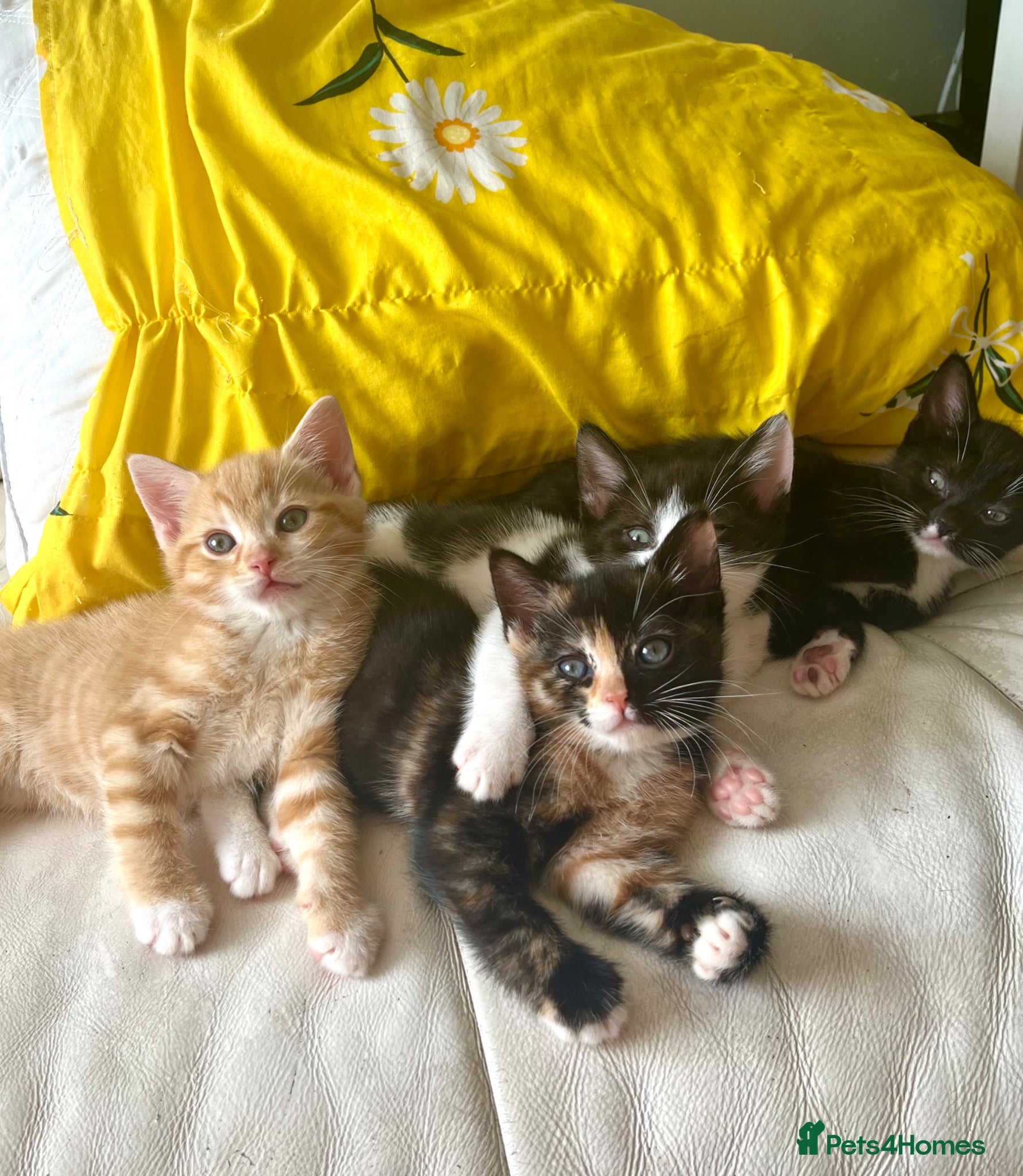 Domestic Shorthair cats Kittens for sale (2 remaining) - Advert 18