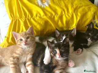Domestic Shorthair cats Kittens for sale (2 remaining) - Advert 18