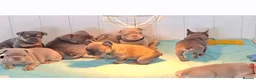 French Bulldog dogs for sale: Isabella French Bulldogs Ready Now  - Advert 12