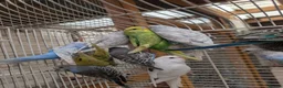 Budgerigars birds for sale: Baby budgies  in Nottingham - Advert 1