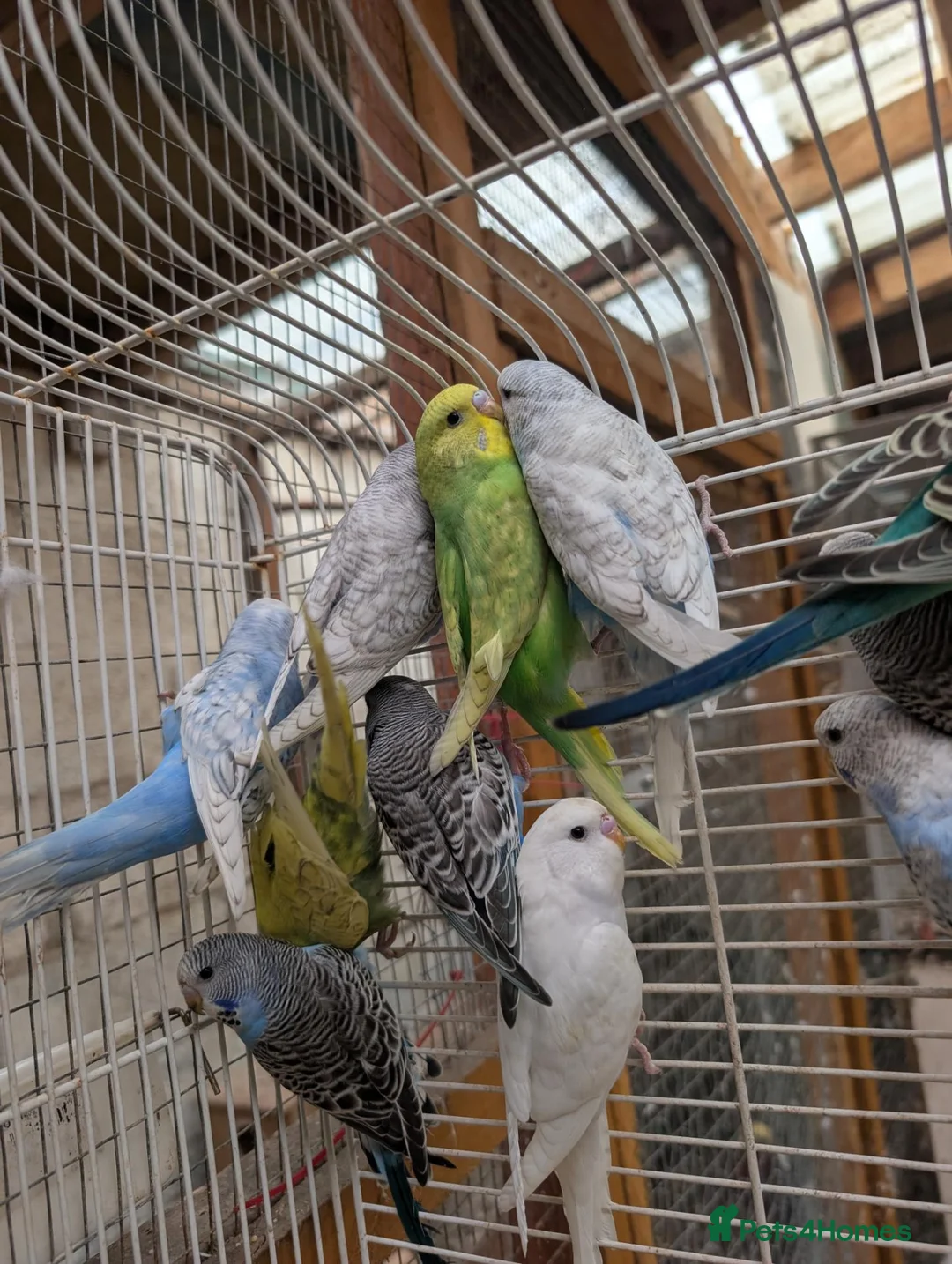 Budgerigars birds for sale: Baby budgies  in Nottingham - Advert 1