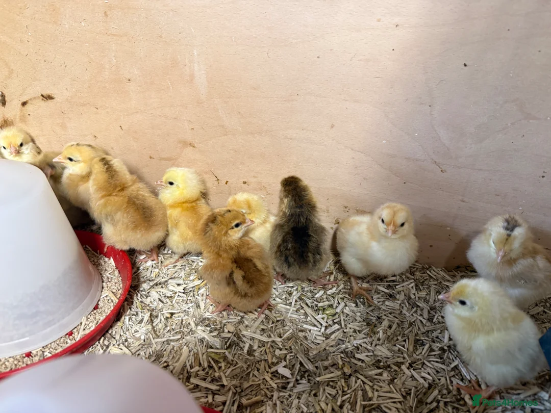 Chickens poultry for sale: Day old mixed hybrids chicks  - Advert 2