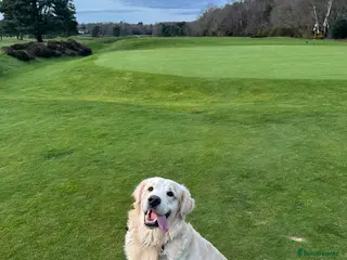 Golden Retriever dogs Brodie🤍 3 Year Old Golden Retriever! 🐶 - Advert 2