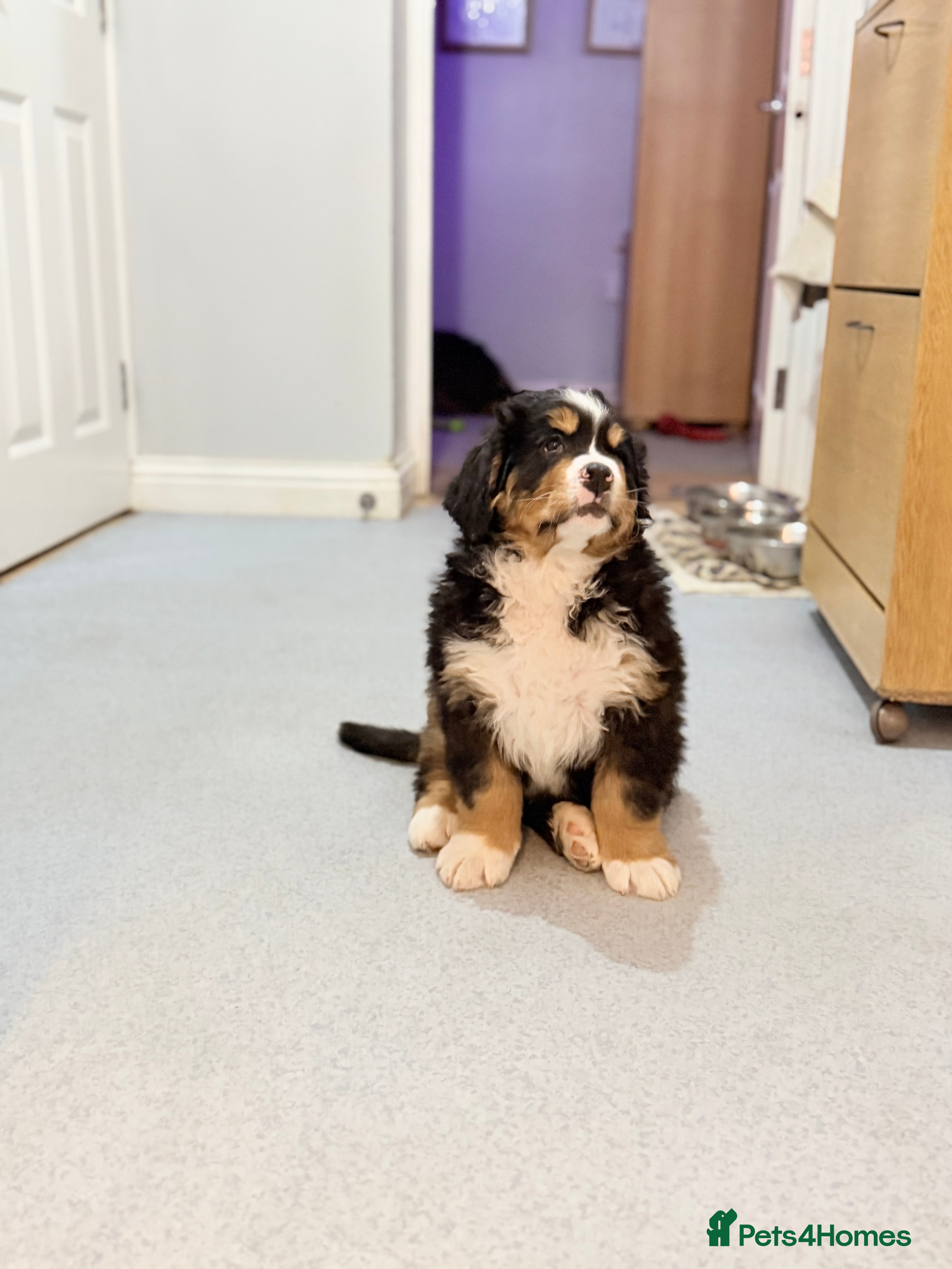 Bernese Mountain Dog dogs Lovely Bernese Mountain Male Puppy - Advert 1