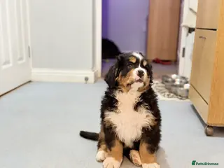 Bernese Mountain Dog dogs Lovely Bernese Mountain Male Puppy - Advert 1