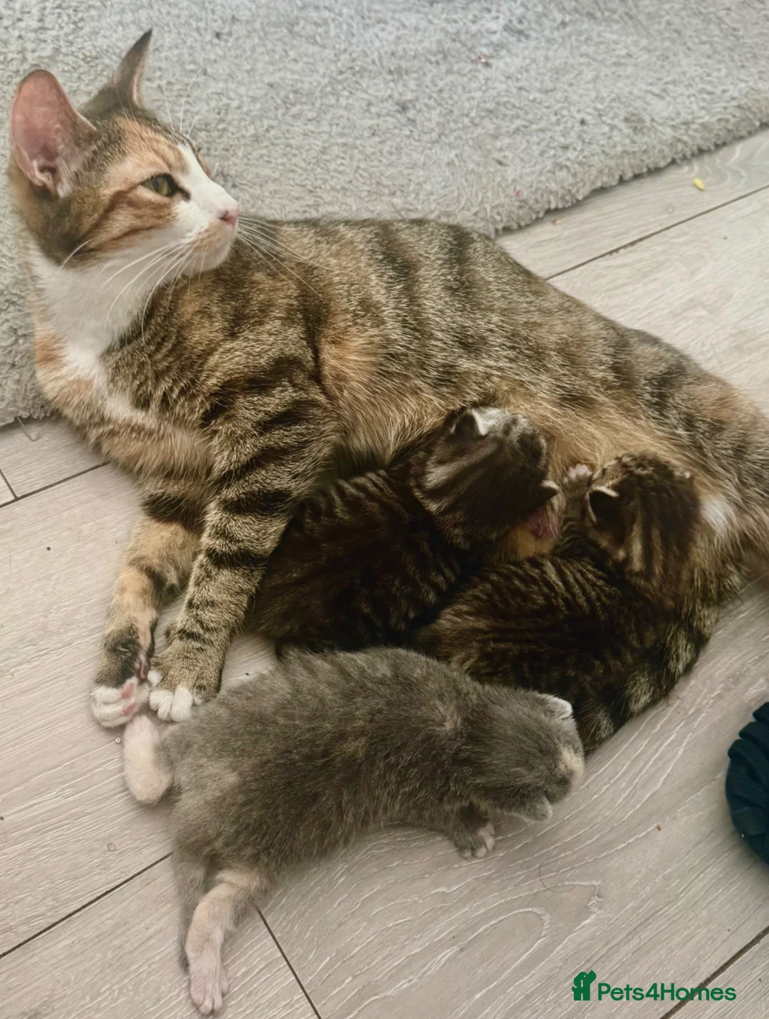 Russian Blue cats for sale: Adorable Kittens Looking for Their Forever Homes in Dereham - Advert 2