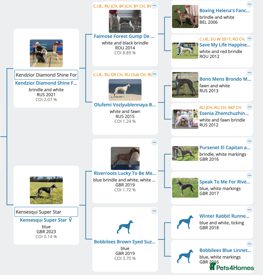 Whippet dogs for sale: Beautiful KC Reg Pedigree Whippet Puppies - Advert 11