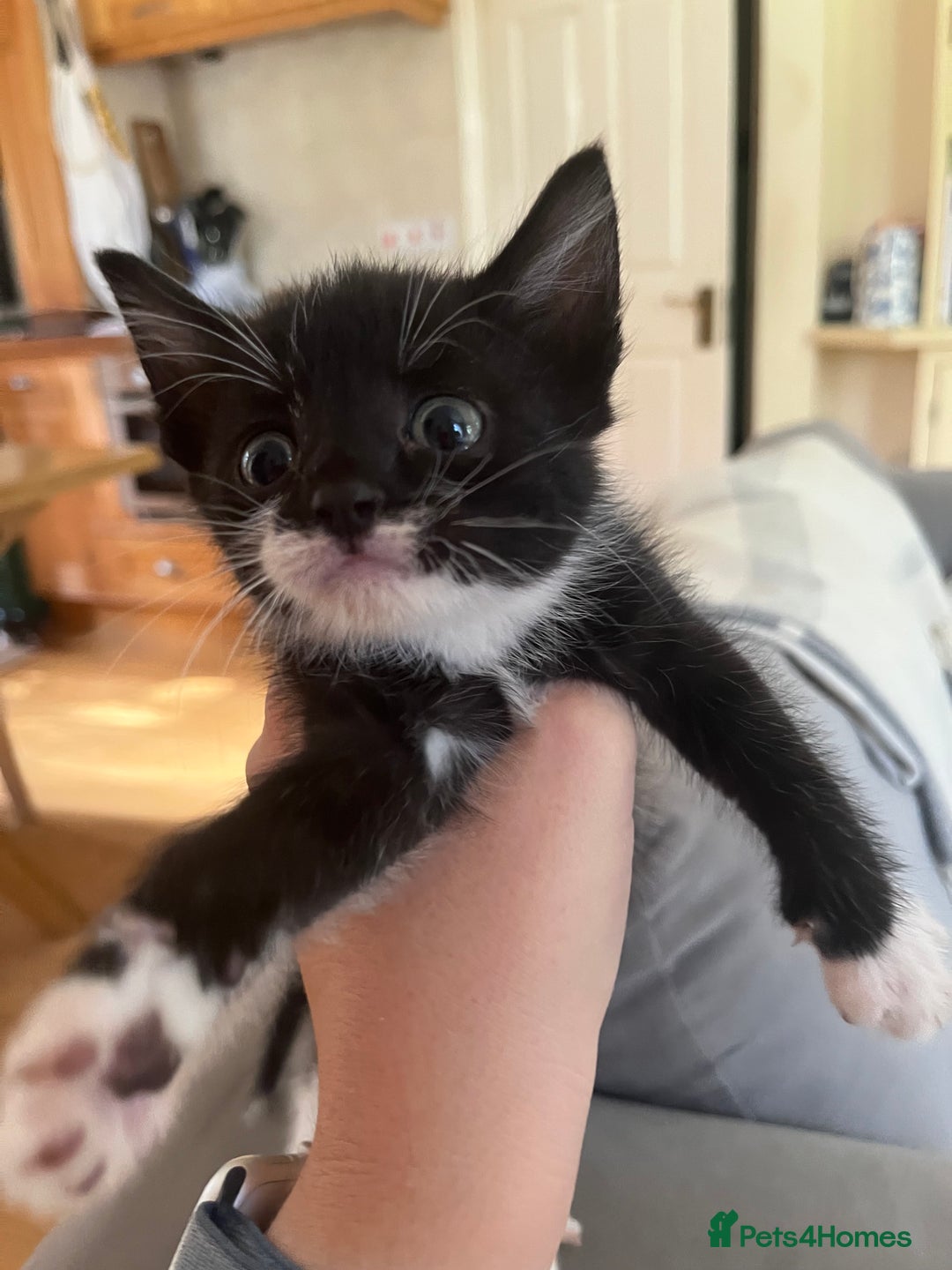 Domestic Shorthair cats for sale: Kittens for sale £120 - Image 10