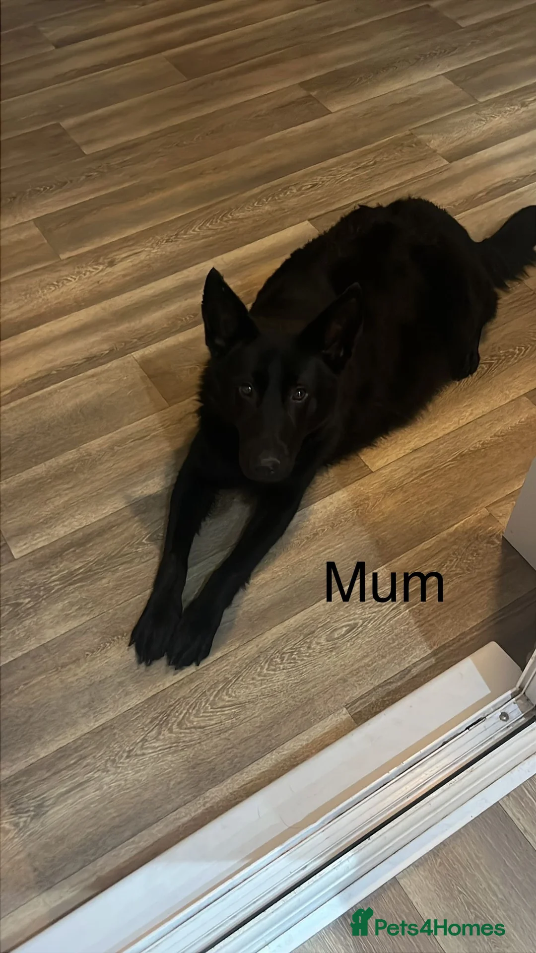 German Shepherd dogs for sale: German shepherd puppies  - Advert 2