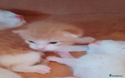 Maine Coon cats for sale: Rare ginger female kitten needing a home  - Image 8