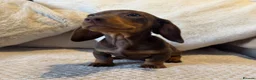Miniature Dachshund dogs for sale: PRA Clear miniature dachshund puppies for sale  - Advert 4