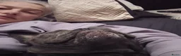 French Bulldog dogs for sale: Blue FrenchBulldog Puppies 3 Generations of Health - Advert 10