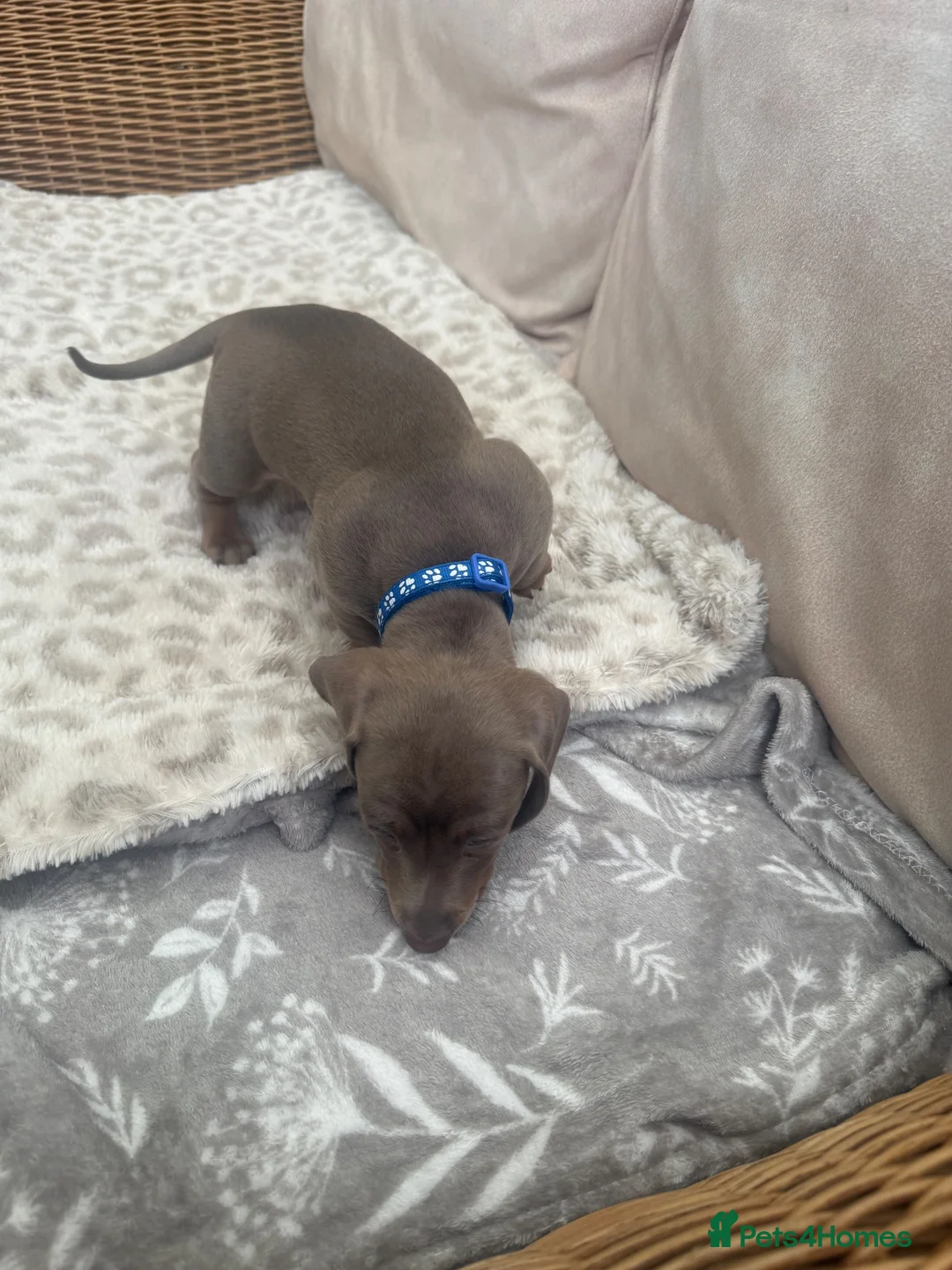 Dachshund dogs for sale: Dachshund puppies AVAILABLE SUNDAY  - Advert 11