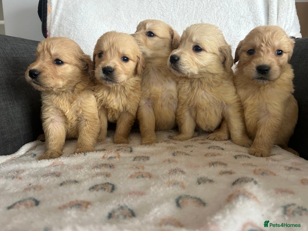 Golden Retriever dogs for sale: Beautiful golden retriever litter 🐶⭐️ - Image 2