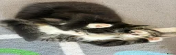 Domestic Shorthair cats for sale: 🐾 Adorable Kittens – 1Black Male & 3Tabby Females in Waltham Abbey - Advert 22