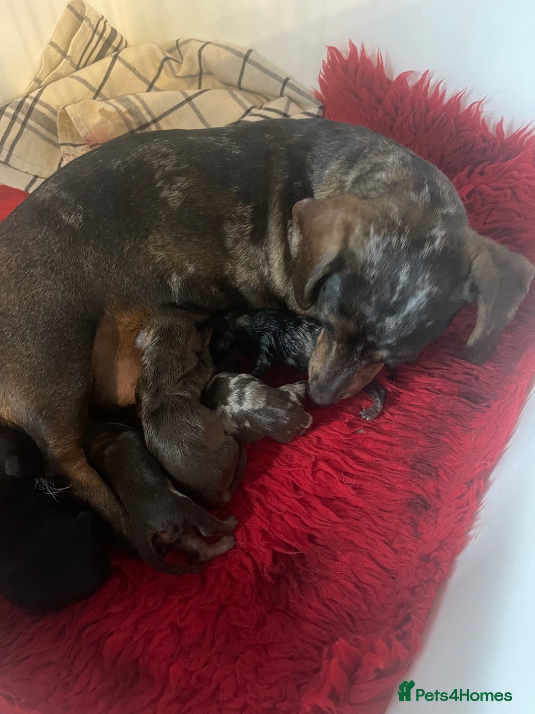 Miniature Dachshund dogs for sale: Stunning tiny KC Miniature Dachshunds - Advert 8