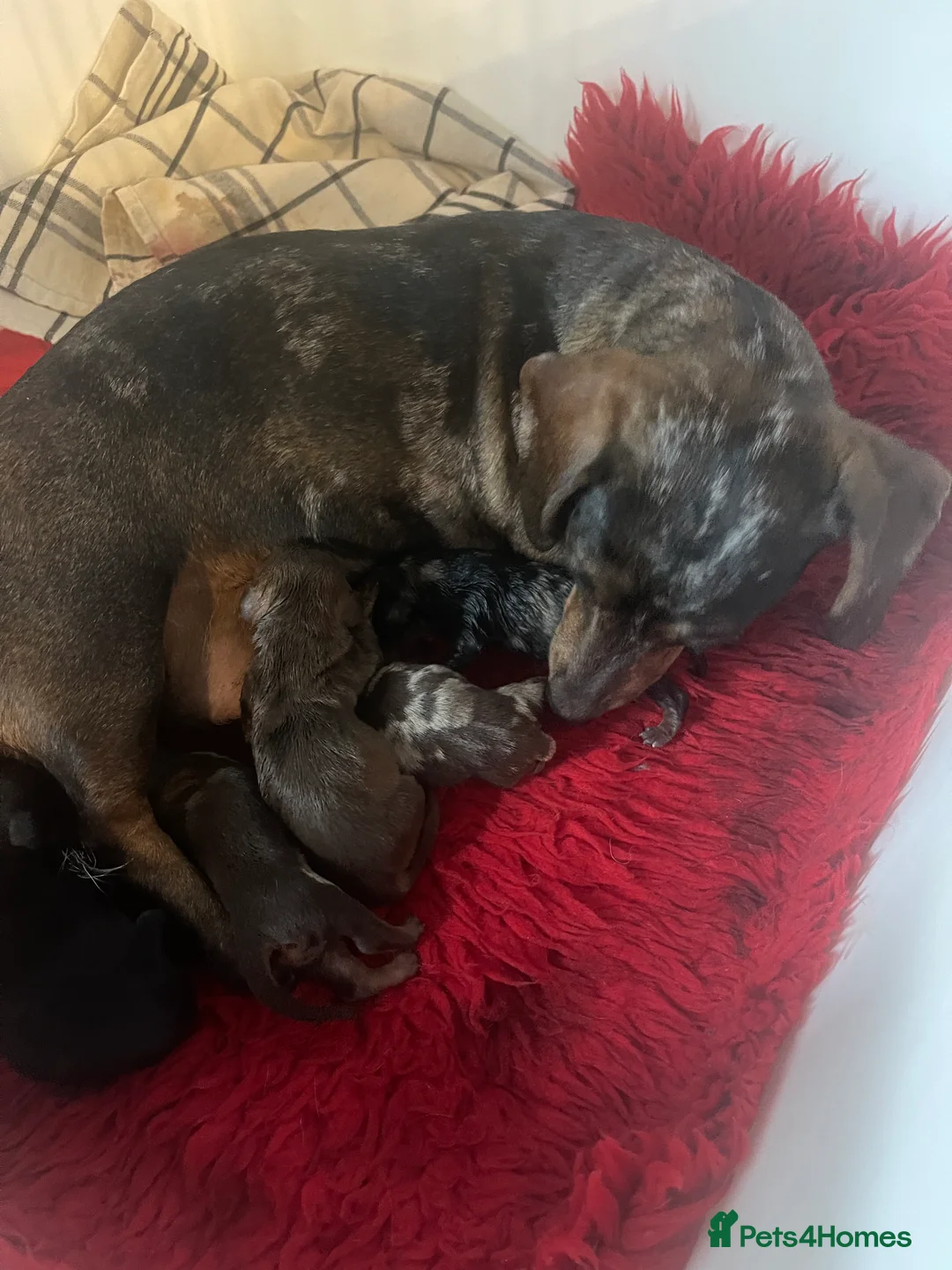 Miniature Dachshund dogs for sale: Stunning tiny KC Miniature Dachshunds - Advert 8