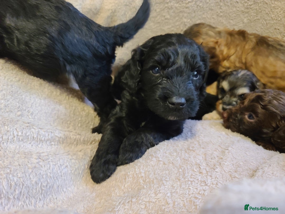 Cockapoo dogs for sale: Super Socialised F1 Cockapoo Puppies. DNA TESTED.  - Image 14
