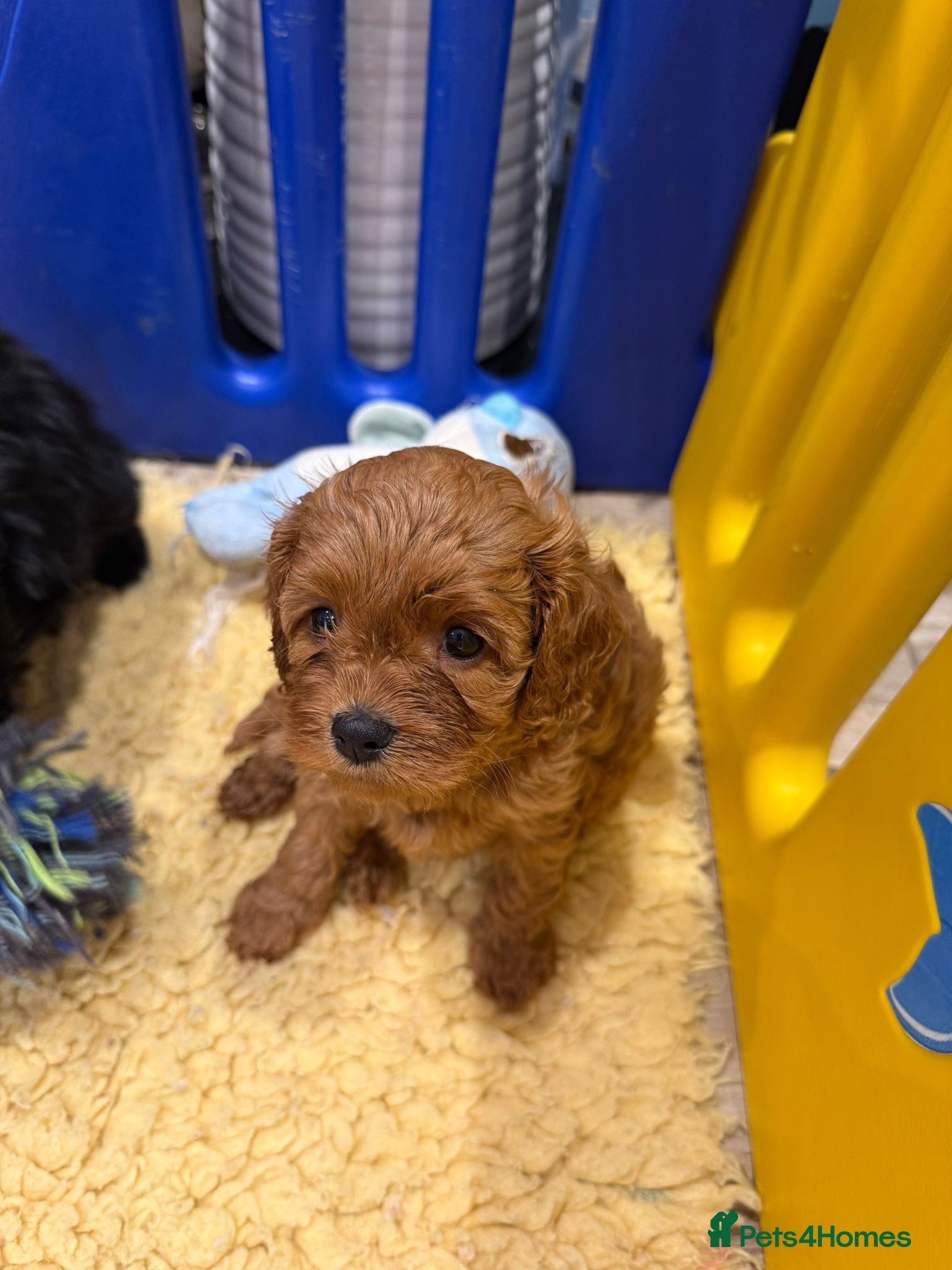 Cavapoo dogs F1 cavapoo 3 girls  1 boy health tested - Advert 2
