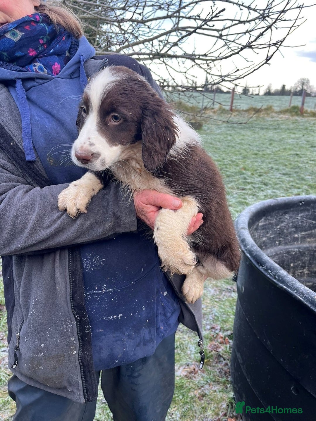 Mixed Breed dogs for sale: Border Collie x Cocker spaniel Pups  - Advert 4