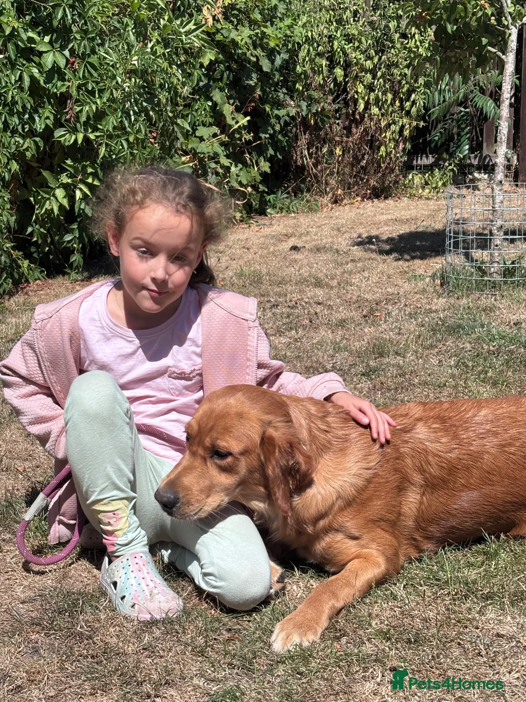 Golden Retriever dogs for sale: Ready December KC Reg - Advert 2