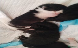 Domestic Shorthair cats for sale: Cute little domestic kittens  - Image 15