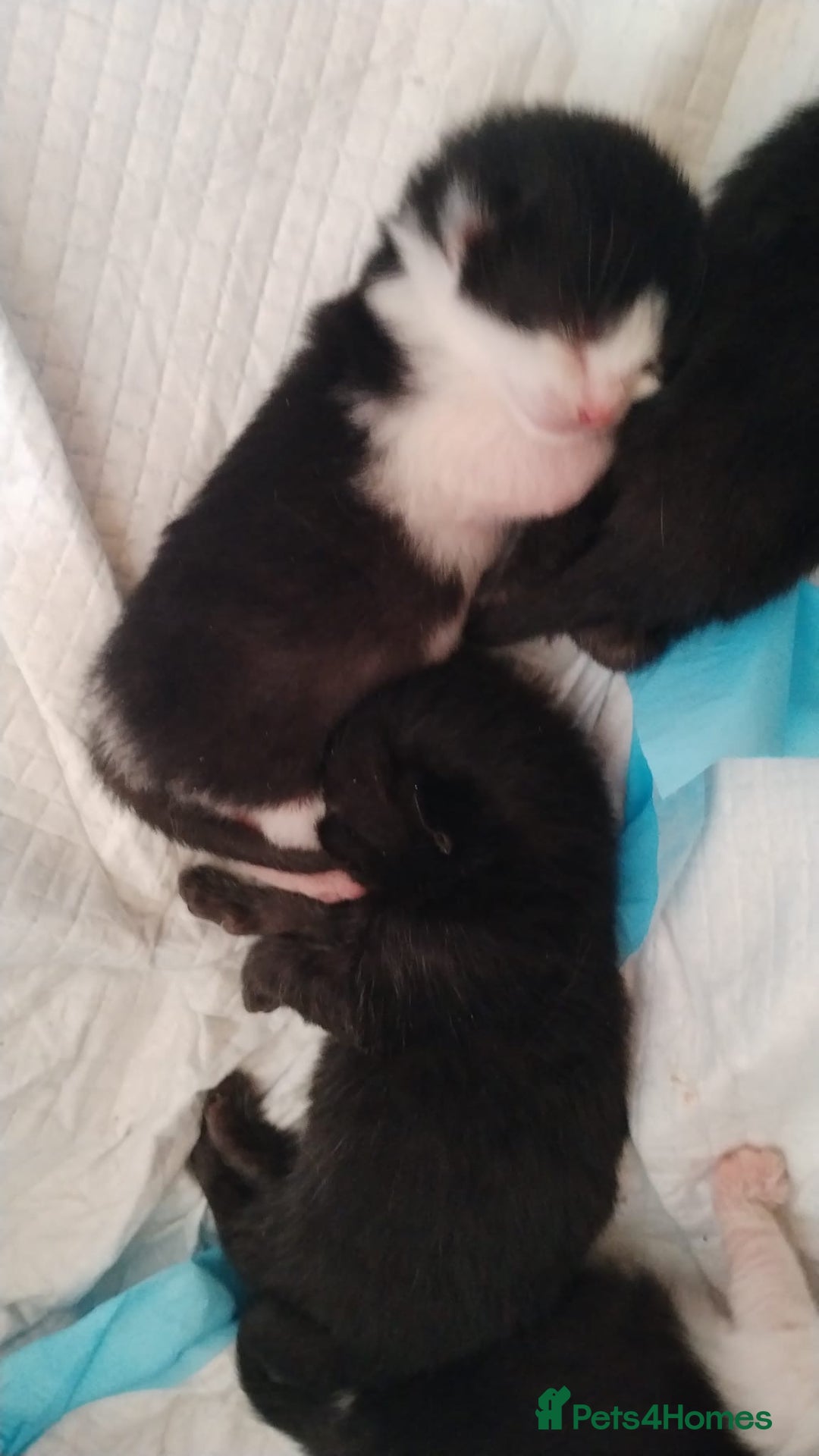 Domestic Shorthair cats for sale: Cute little domestic kittens  - Image 15