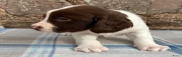 English Springer Spaniel dogs for sale: With an OFF SWITCH springers - Advert 16