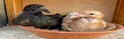 Pigeons birds for sale: Piegons in London - Advert 13
