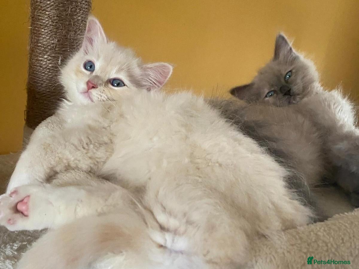 Ragdoll cats Pedigree TICA Mink Cherubims  - Advert 1