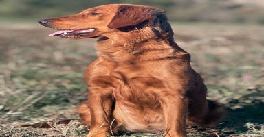 Golden Retriever dogs - Advert 1