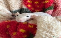 Rat rodents for sale: Pair of Dumbo Rex hairless male Rats - Image 8