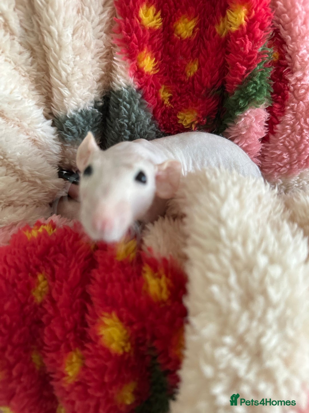 Rat rodents for sale: Pair of Dumbo Rex hairless male Rats - Image 8