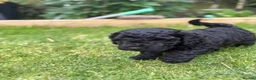 Cockapoo dogs for sale: Cockapoo F1B puppies - Advert 19
