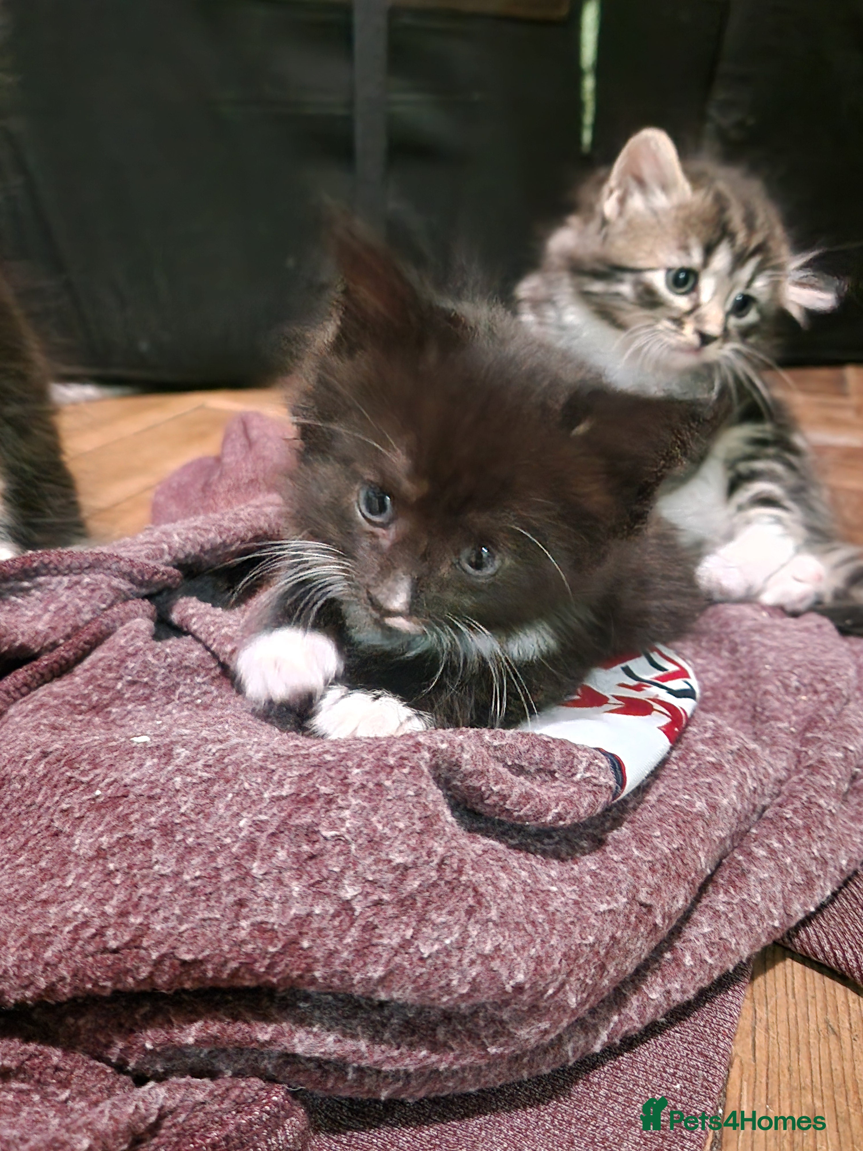 Mixed Breed cats for sale: 4 kitten  - Advert 16