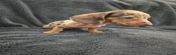 Miniature Dachshund dogs for sale: Miniature Dachshund READY NOW - Advert 24