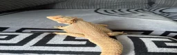 Bearded Dragon reptiles for sale: Bearded dragon and complete setup in Stowmarket - Advert 6